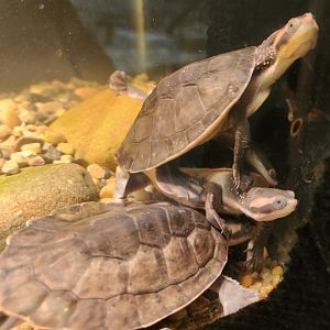 Rainforest Adventures - Unknown turtles