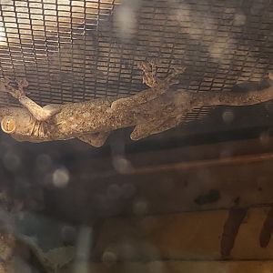 Rainforest Adventures - Ptyodactylus (guttatus)