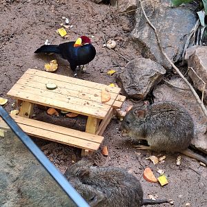 Potoroos and Violet Turaco