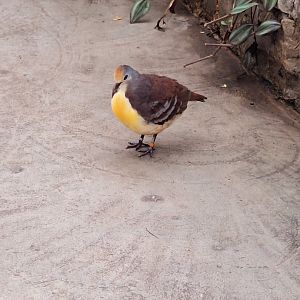 Cinnamon Ground Dove