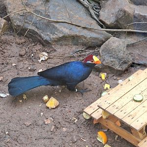 Violet Turaco