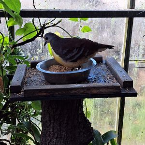 Cinnamon Ground Dove