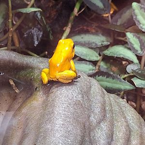 Golden Poison Dart Frog