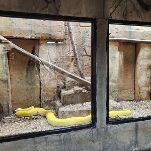 Rainforest Adventures - Reticulated Python exhibit