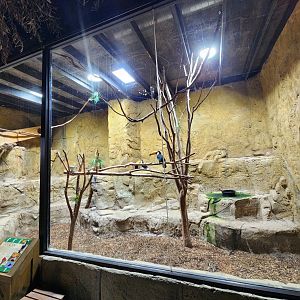 Rainforest Adventures - Toco Toucan exhibit