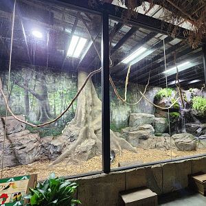 Rainforest Adventures - Cape Porcupine + hybrid lovebirds exhibit