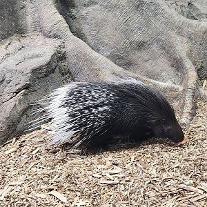 Rainforest Adventures - Cape Porcupine
