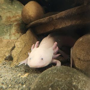 Rainforest Adventures - Axolotl