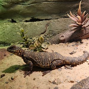Rainforest Adventures - Uromastyx (geyri)