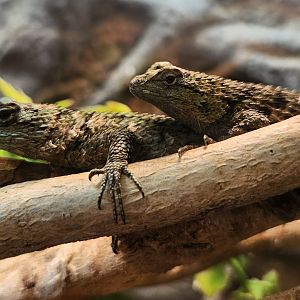 Rainforest Adventures - Sceloporus malachiticus