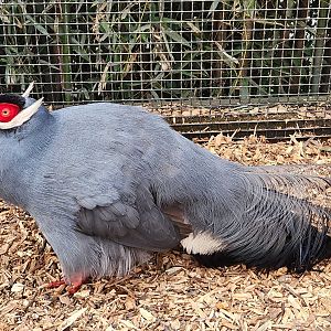 Rainforest Adventures - Blue Eared Pheasant