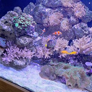 Coral Reef Tank