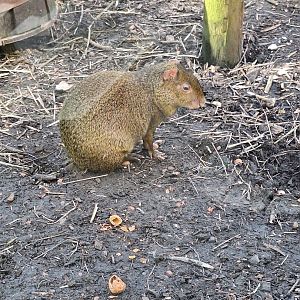Azara's Agouti