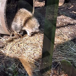 Simon the Raccoon Dog