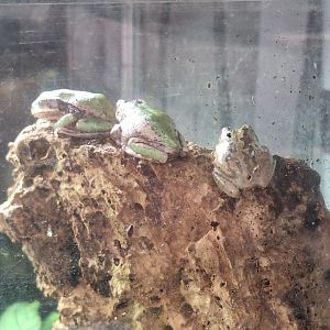 Andean Marsupial Frogs