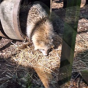 Simon the Raccoon Dog
