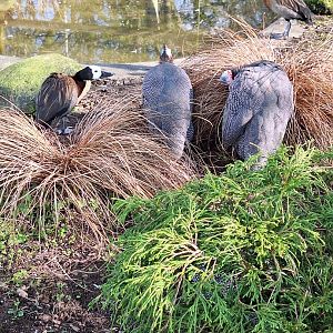 White-faced Whistling Ducks and Helmeted Guineafowl