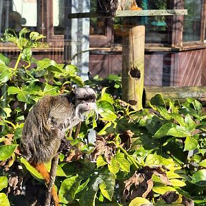 Emperor Tamarins