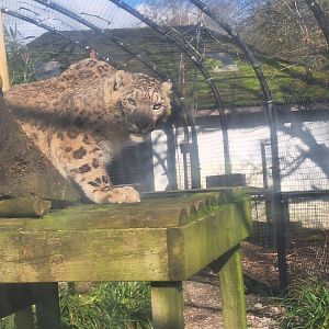 Snow Leopard