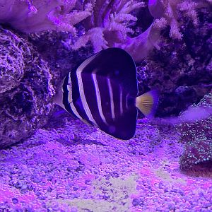 Sailfin Tang