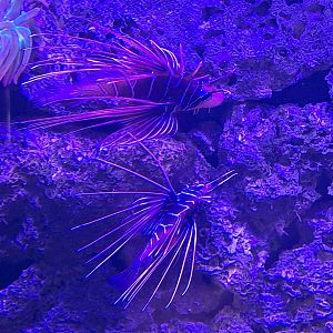 Clearfin Lionfish