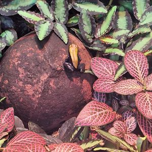 Blue-legged Mantella