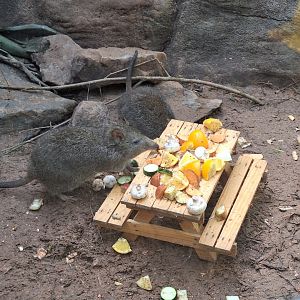 Potoroos