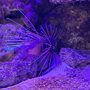 Clearfin Lionfish