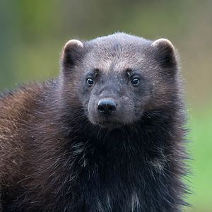Wolverine, ZSL Whipsnade, UK