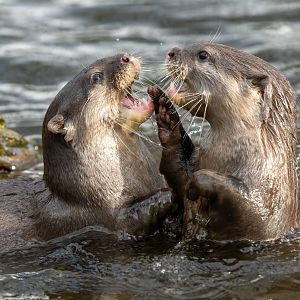 Asian small clawed otters, ZSL Whipsnade, UK