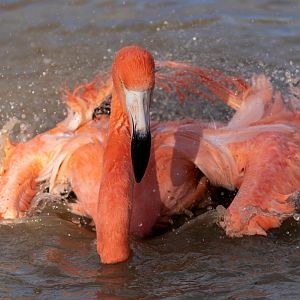 American Flamingo, ZSL Whipsnade, UK