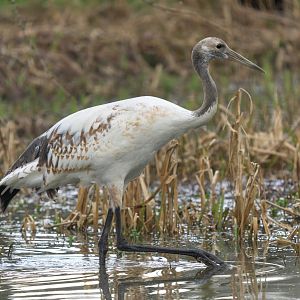 Red crowned / Japanese crane juvenile, ZSL Whipsnade, UK