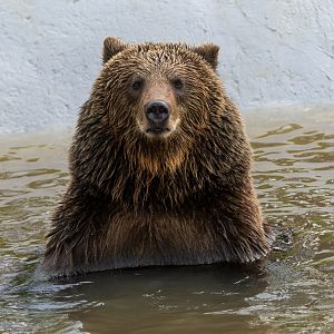 European brown bear, ZSL Whipsnade, UK