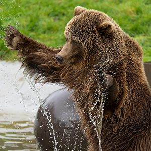 European brown bear, ZSL Whipsnade, UK