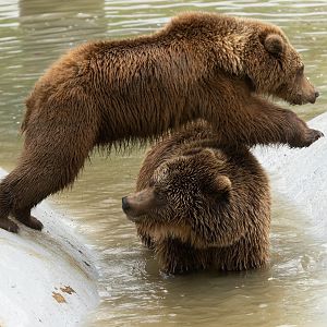 European brown bears, ZSL Whipsnade, UK