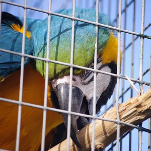 Blue and Yellow Macaw- 19/2/2024