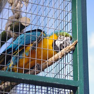 Blue and Yellow Macaw- 19/2/2024