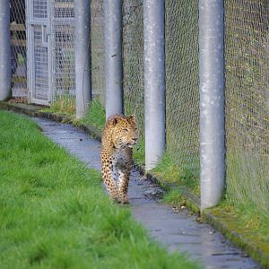 Male Sri Lankan Leopard- 19/2/2024