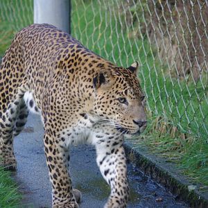 Male Sri Lankan Leopard- 19/2/2024