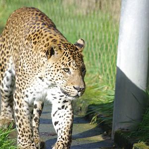 Male Sri Lankan Leopard- 19/2/2024