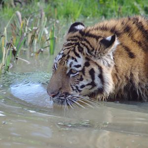Male Amur Tiger cub- 19/2/2024