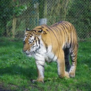 Mishka- Female Amur Tiger- 19/2/2024