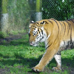 Mishka- Female Amur Tiger- 19/2/2024