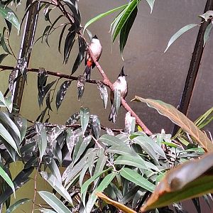 Red-whiskered Bulbuls