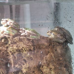Andean Marsupial Frogs