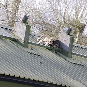 Shen on top of the Snow Leopard house- 19/2/2024