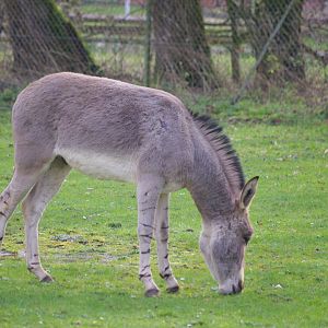 Somali Wild Ass- 19/2/2024