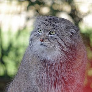 Siberian Pallas' Cat- 19/2/2024