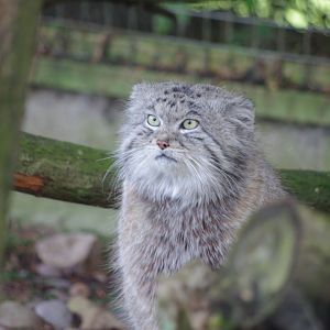 Siberian Pallas' Cat- 19/2/2024