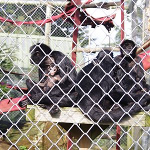 Colombian Black Spider Monkey family photo- 19/2/2024